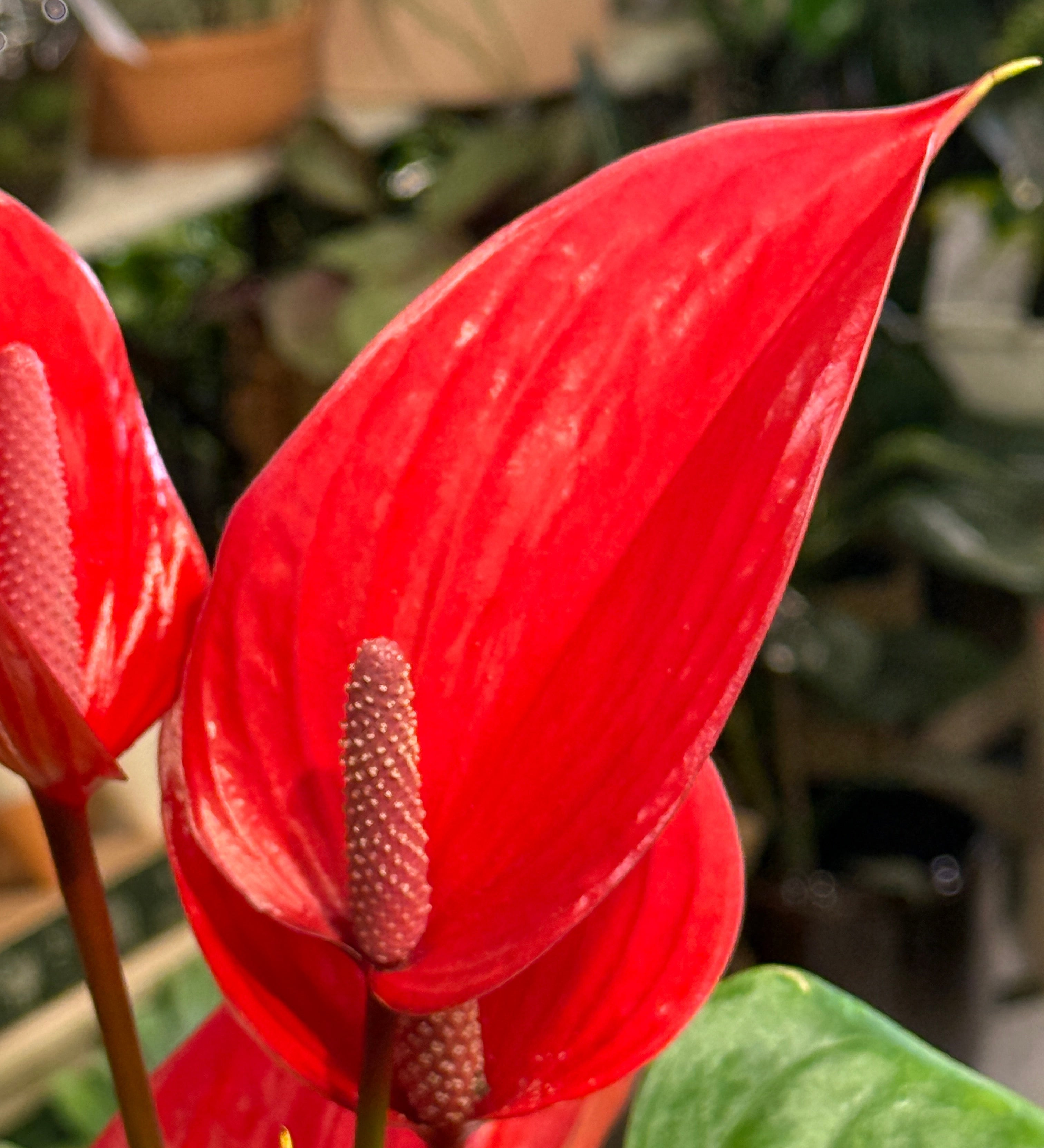 red anthurium spadix