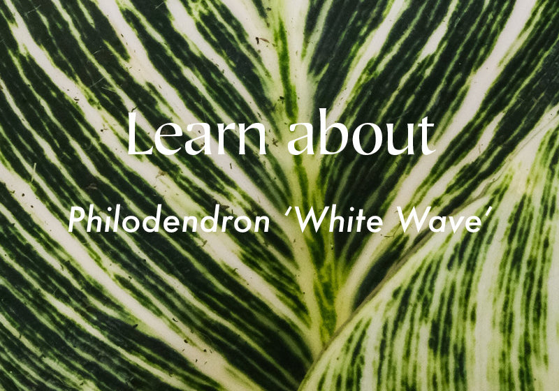 Learn about care for Philodrendron White Wave