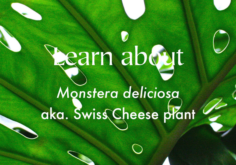 Monstera deliciosa | Swiss Cheese Plant