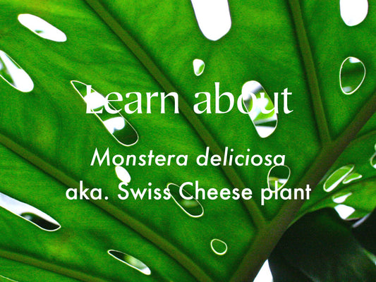 Monstera deliciosa | Swiss Cheese Plant