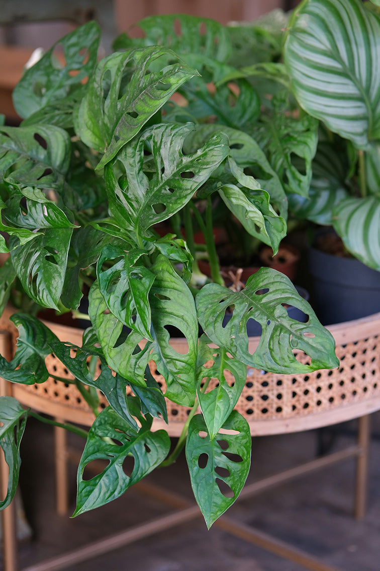 monstera adansonii in retro cane planter