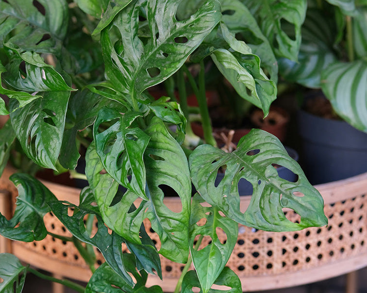 monstera adansonii in retro cane planter