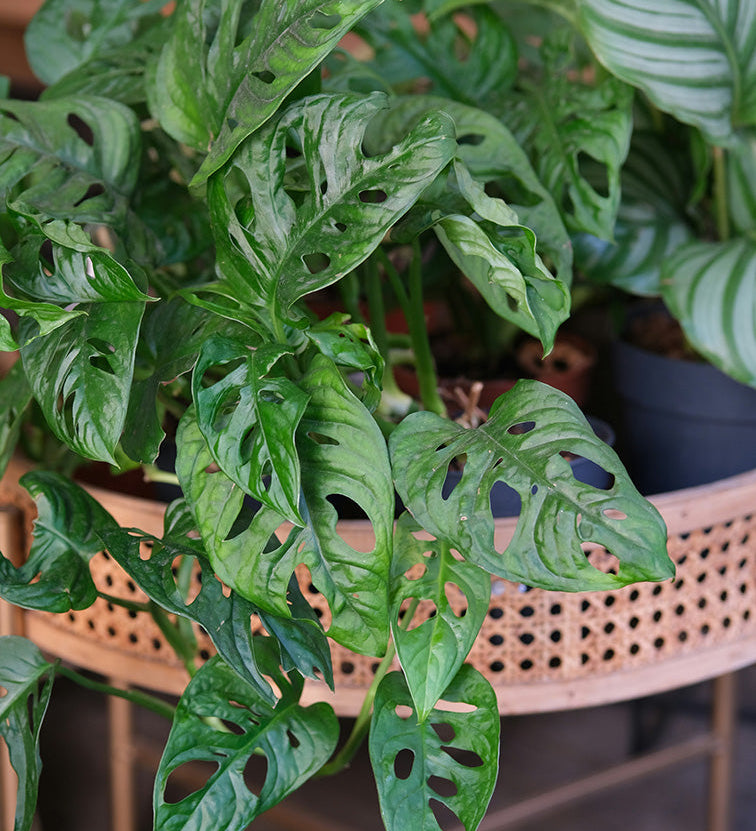 monstera adansonii in retro cane planter
