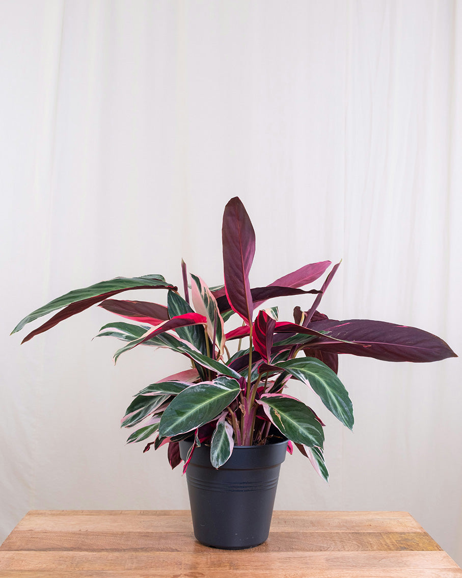 Learn About : Calathea