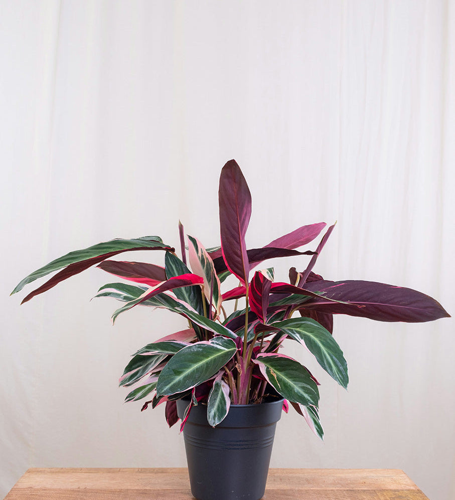 Learn About : Calathea