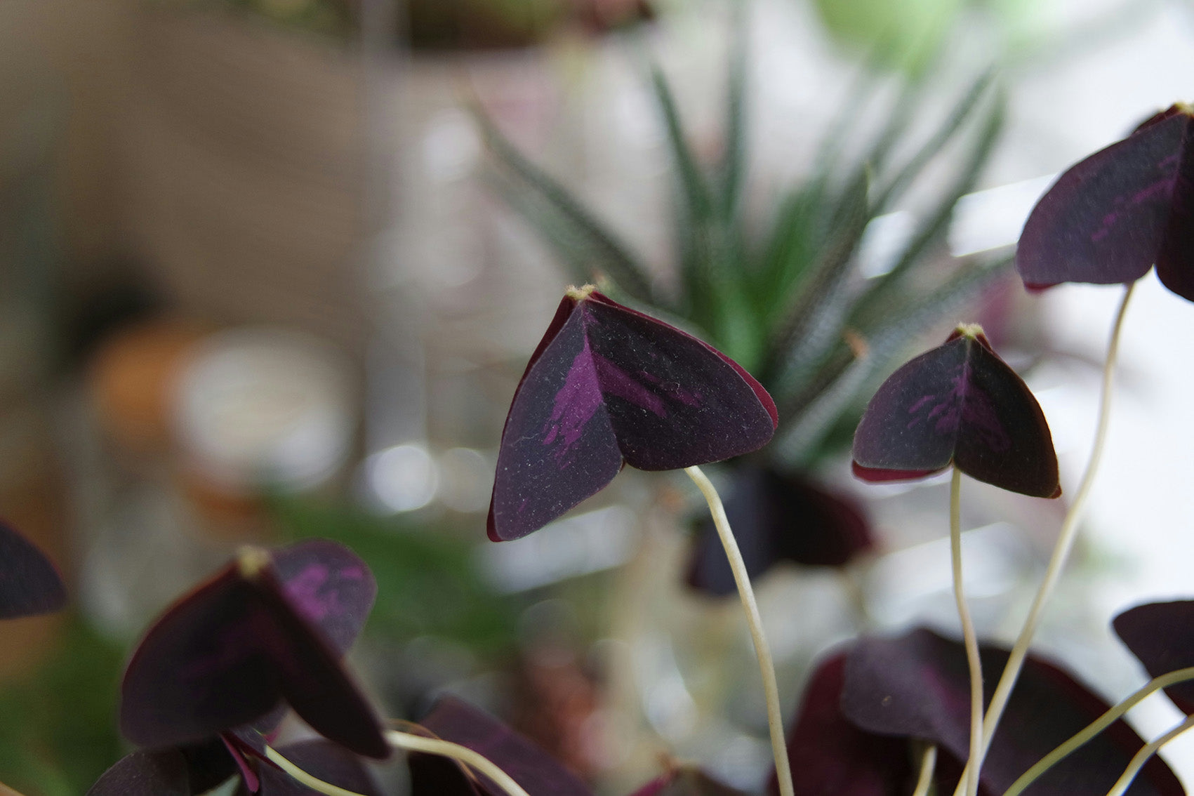 Learn About: Purple Shamrock | Oxalis triangularis