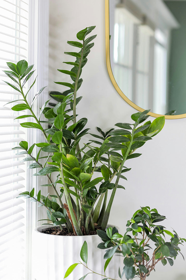 ZZ Plant Care Guide | Zamioculcas Zamiifolia