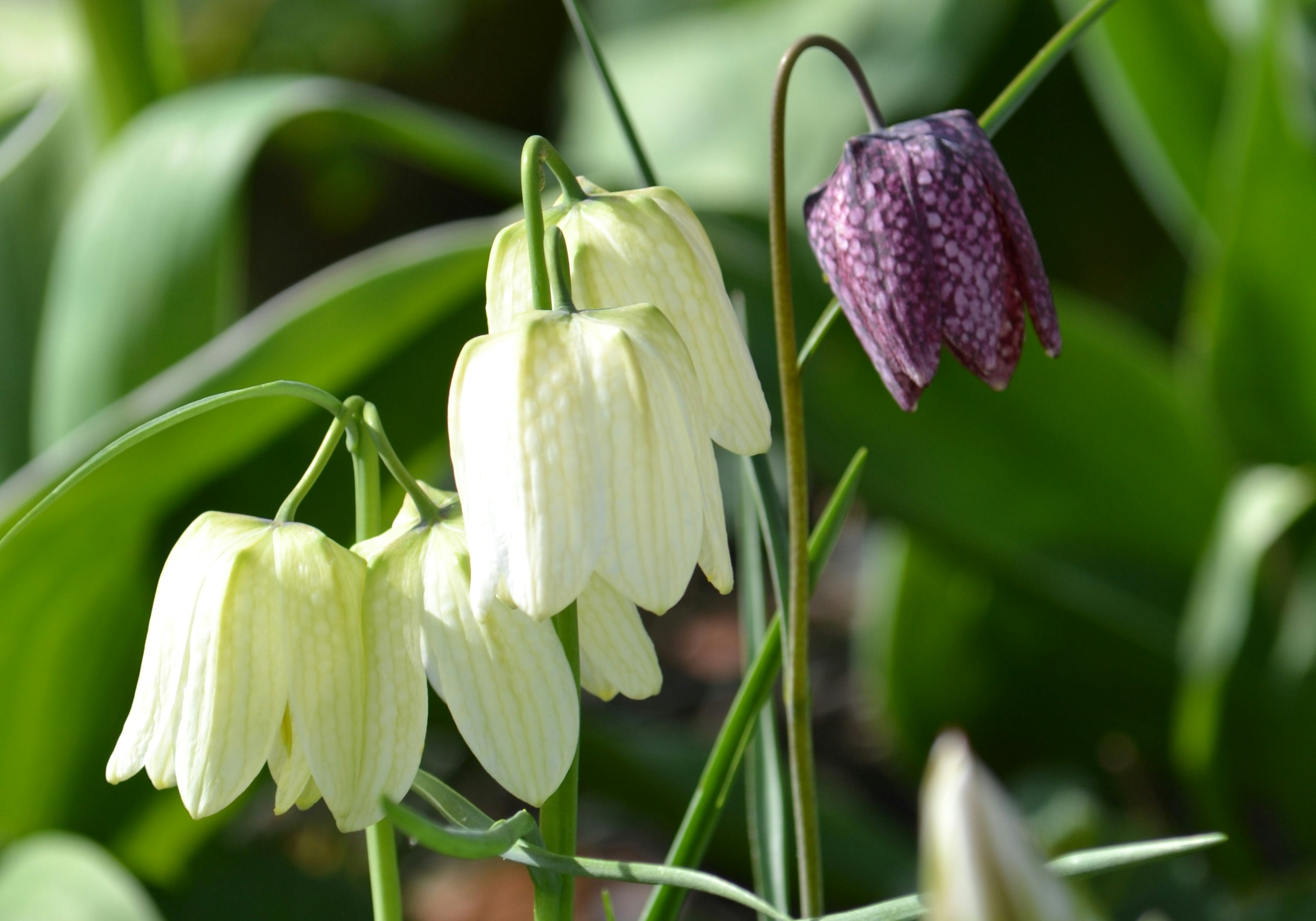 Learn About Spring Flowering Bulbs