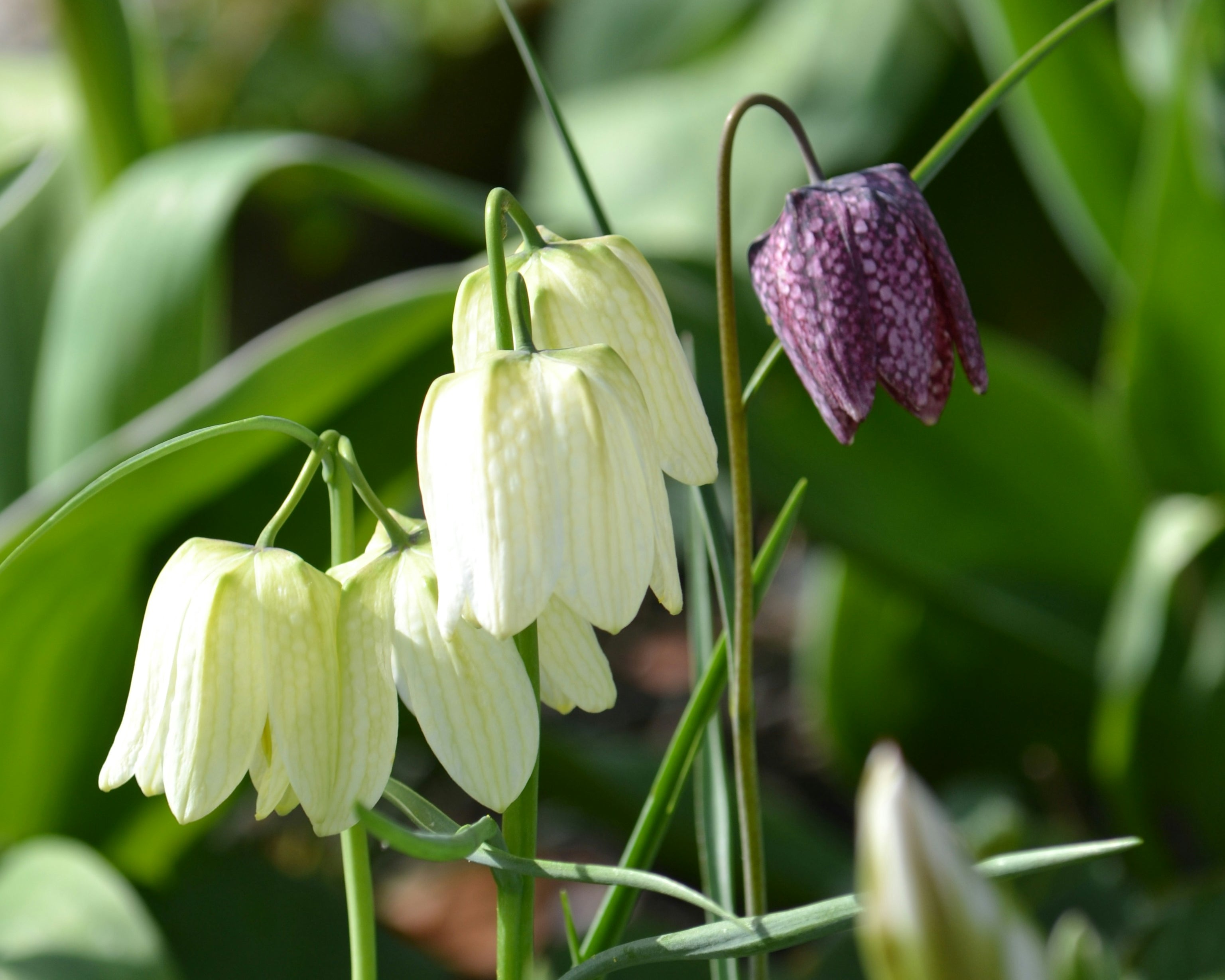 Learn About Spring Flowering Bulbs