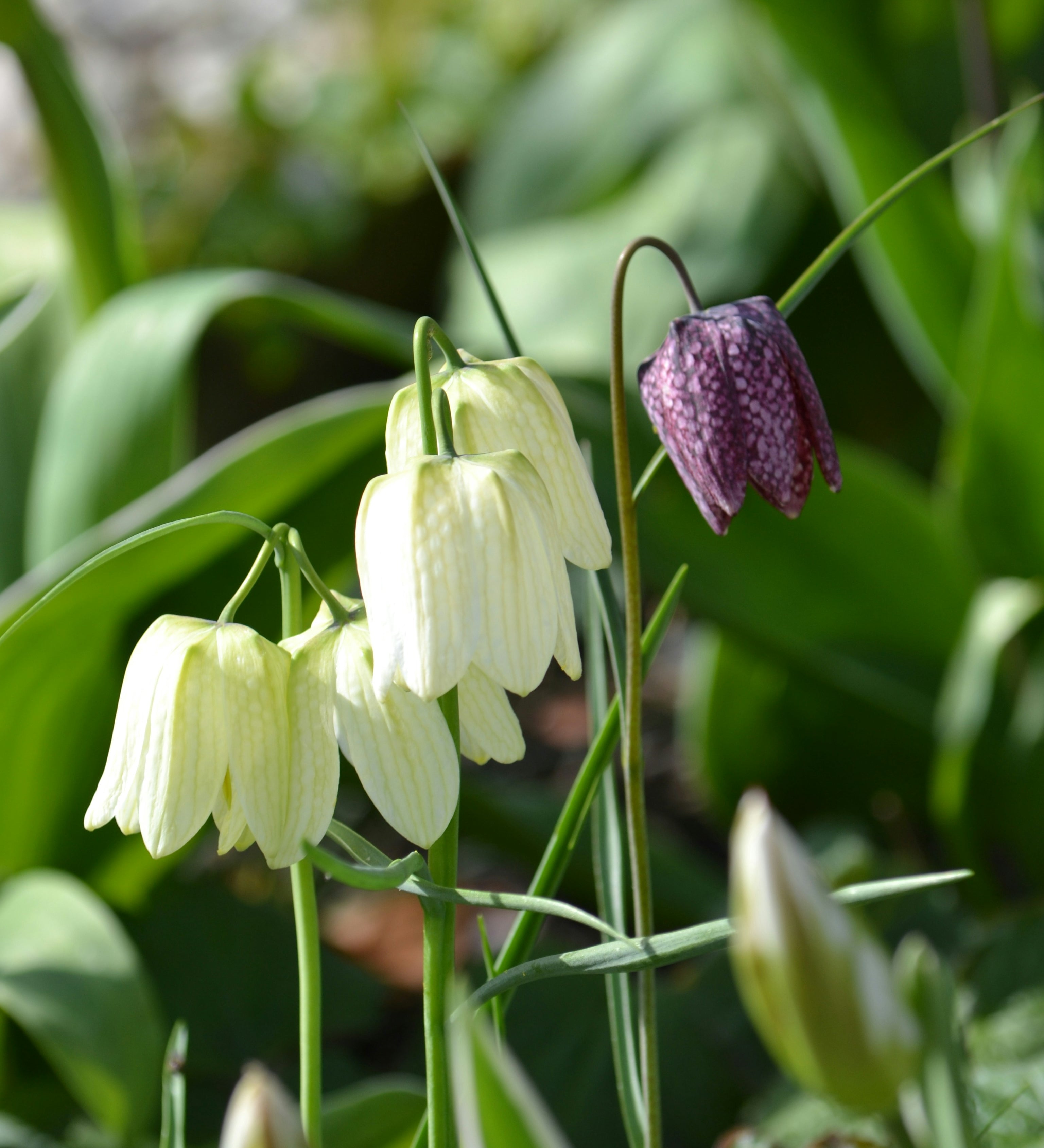 Learn About Spring Flowering Bulbs