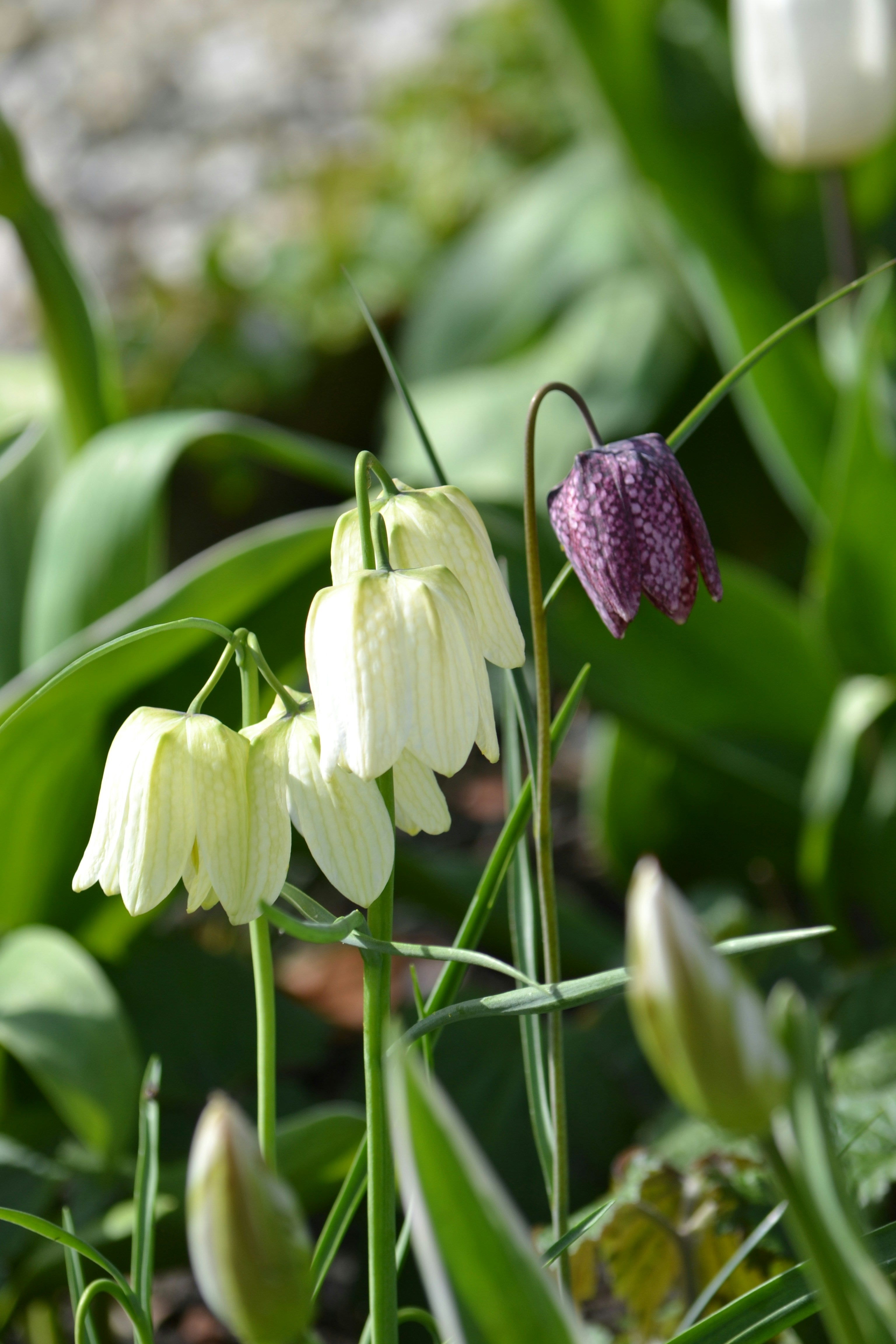Learn About Spring Flowering Bulbs