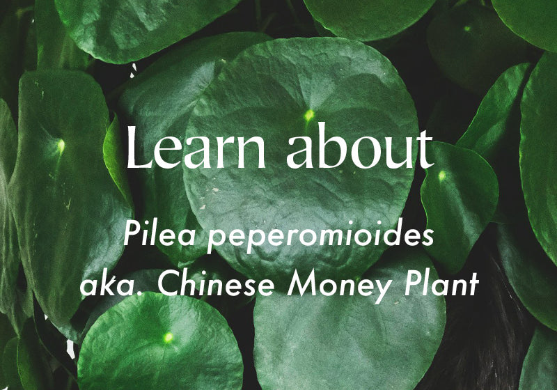 Chinese Money Plant | Pilea peperomioides