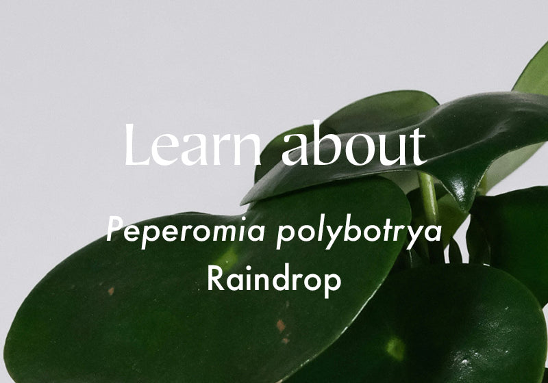 Peperomia polybotrya | Raindrop
