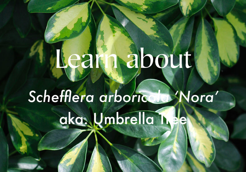 Schefflera arboricola 'Nora' | Umbrella Tree