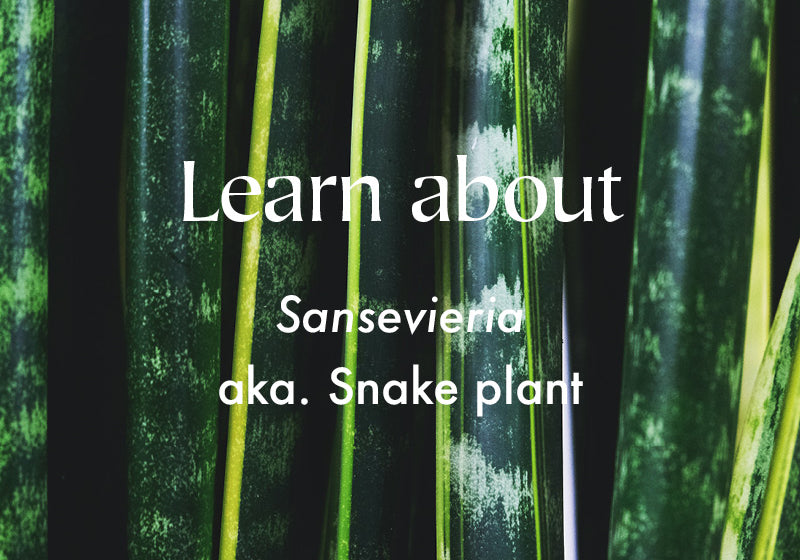 Sansevieria | Snake Plant