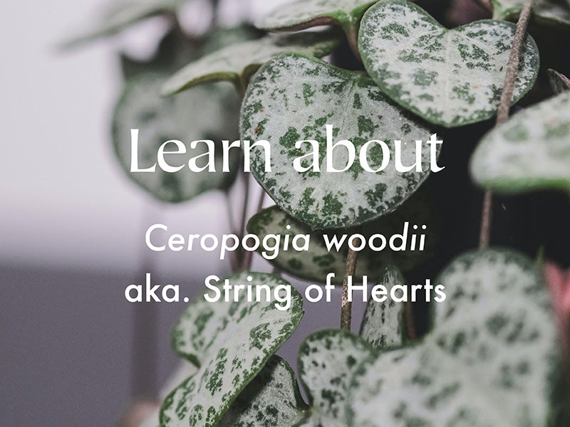Ceropegia woodii | String of Hearts