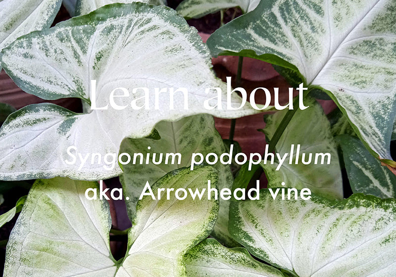 Plant Care tips for Syngonium houseplant