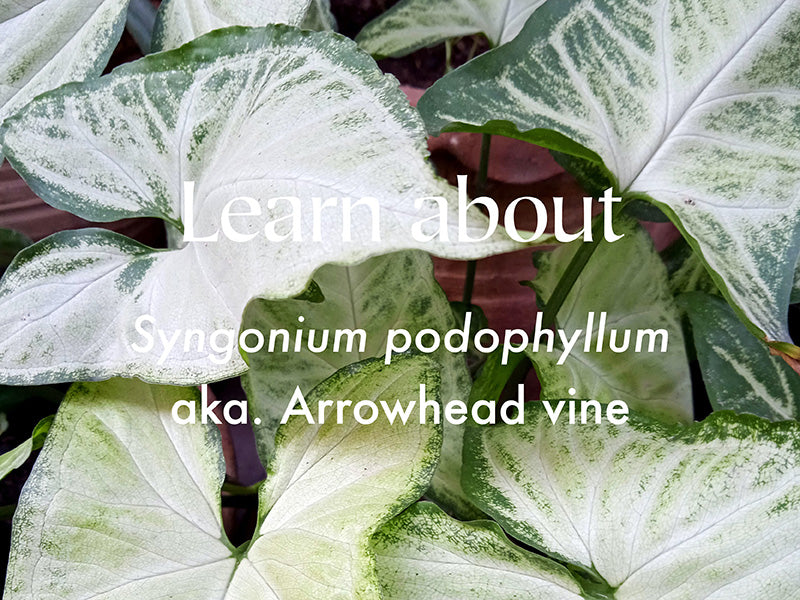 Plant Care tips for Syngonium houseplant