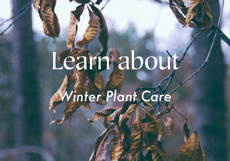 Winter Houseplant Care