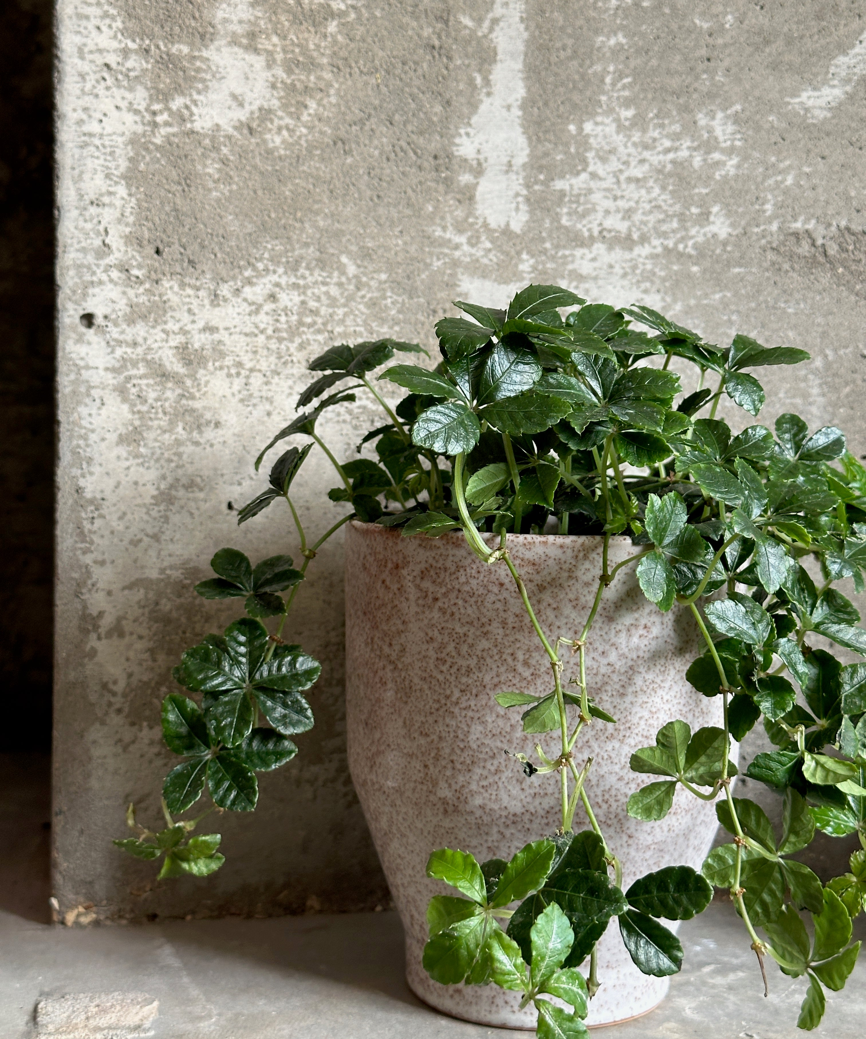 Plants
