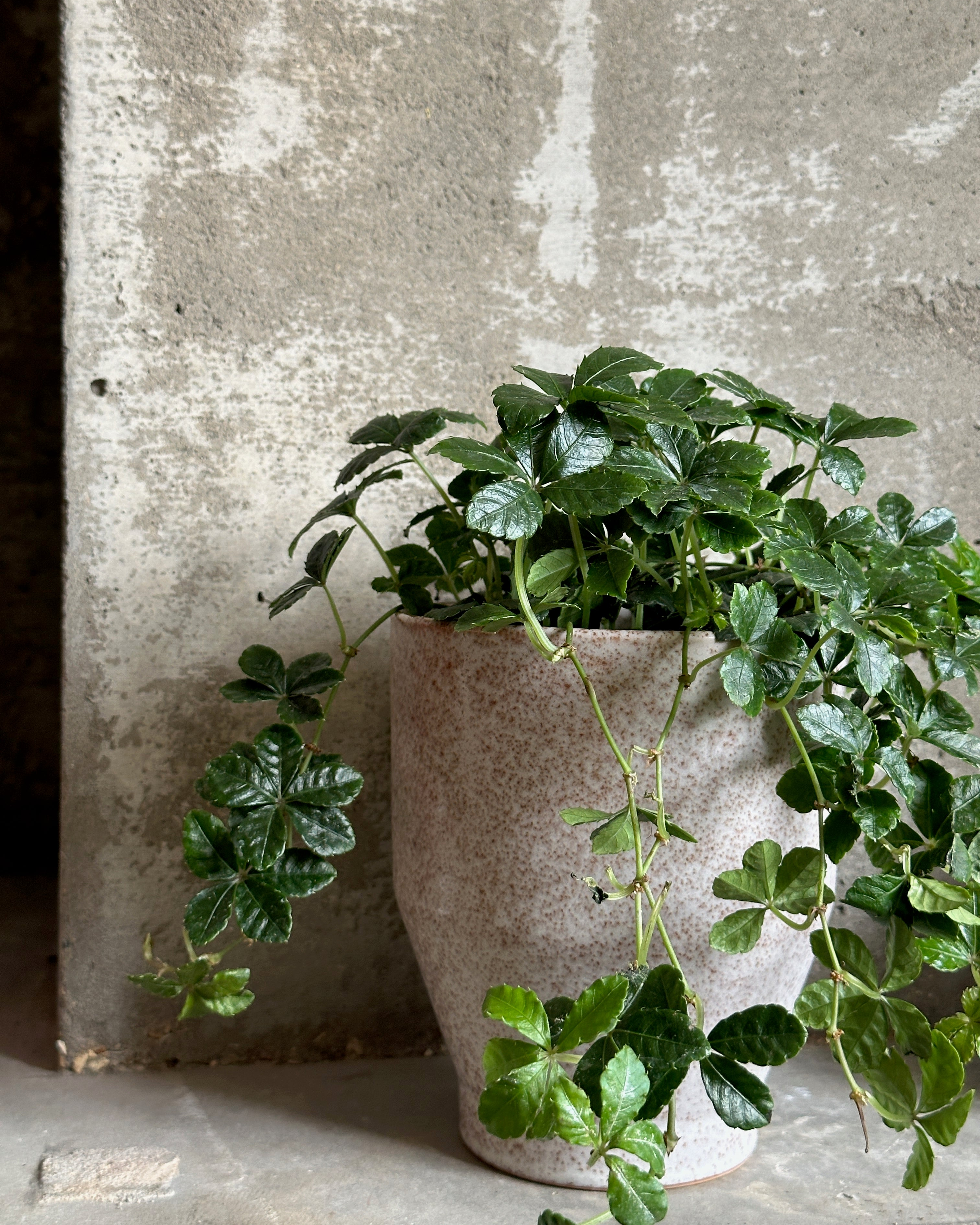 Plants
