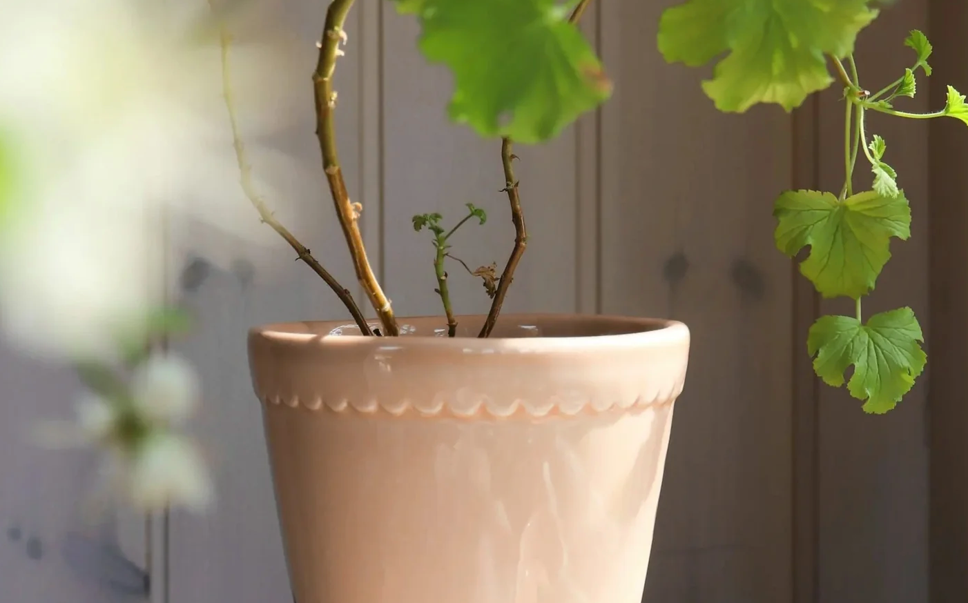 Bergs Potter | UK Stockist