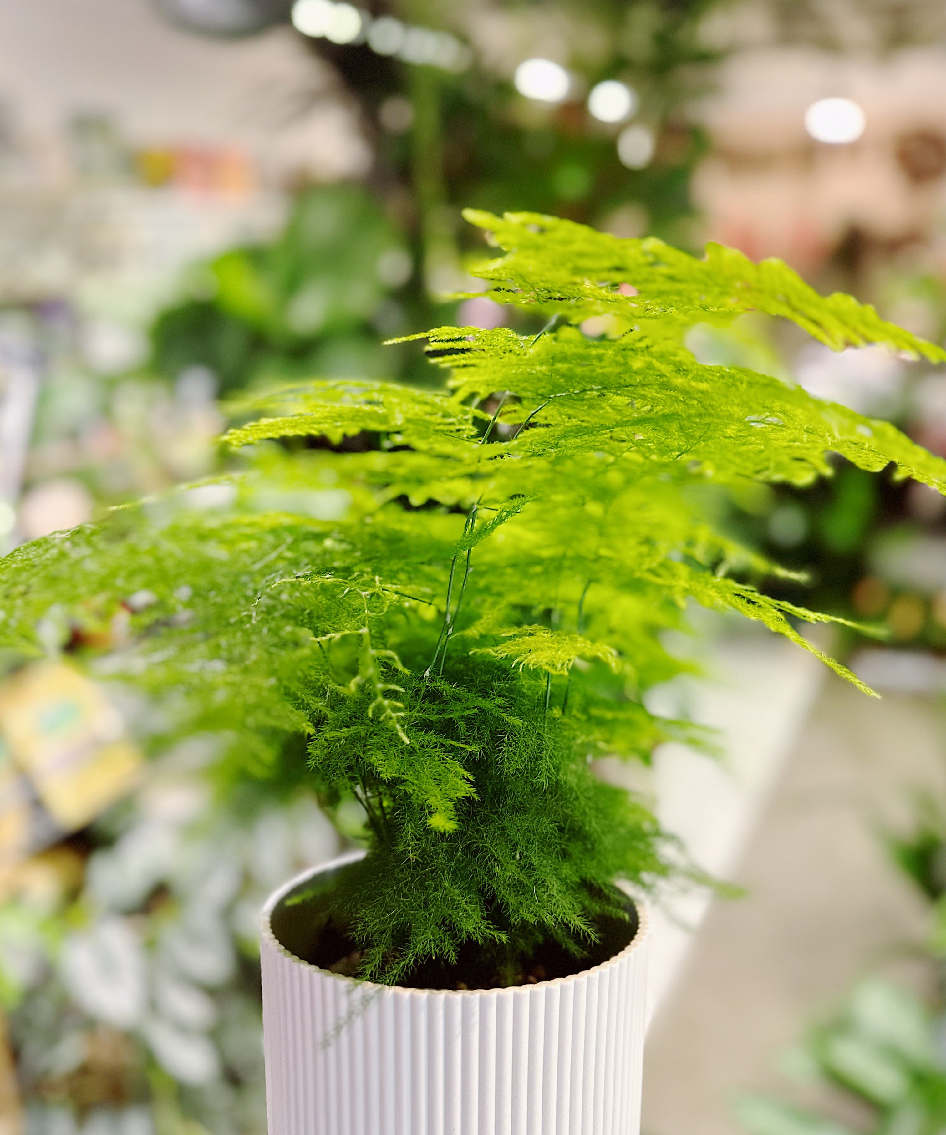 Your Local Plant Shop in Walthamstow