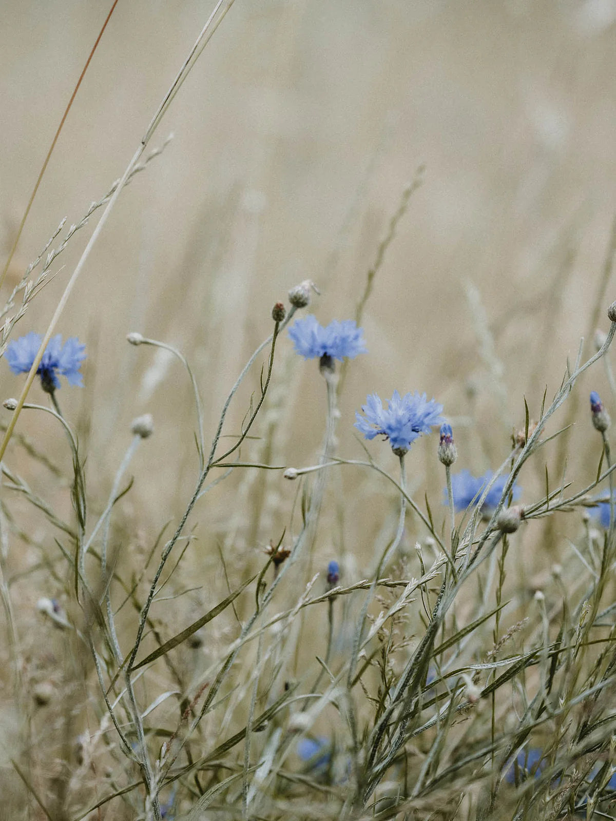 Cornflower & Meadow Rose Hand & Body Wash