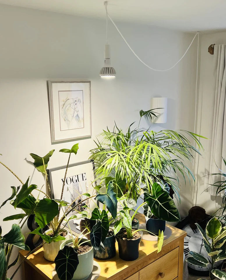 Pianta LED Grow Light Bulb in White