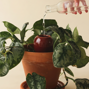 Pepin burgundy olla plant waterer, further view