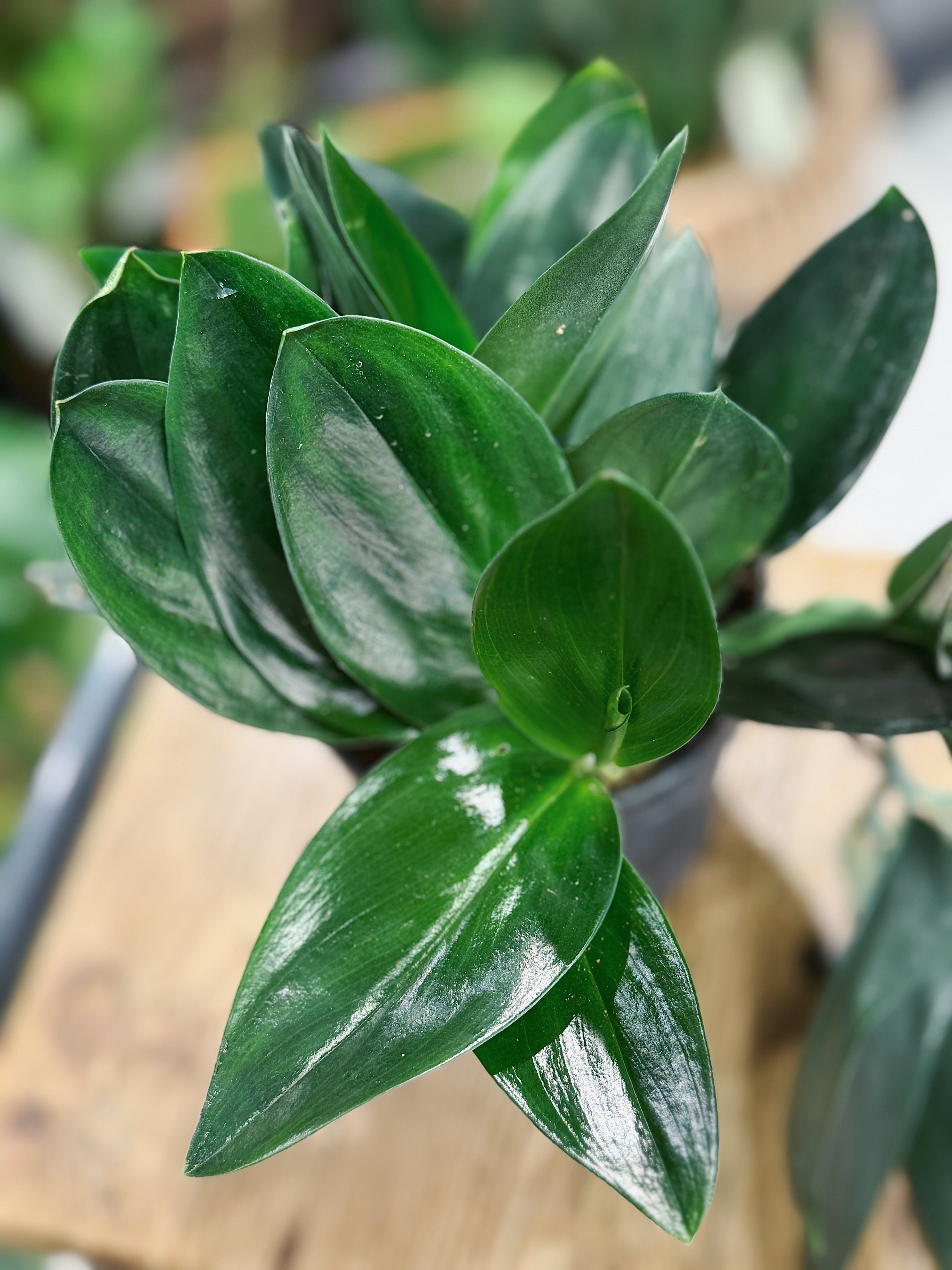 Scindapsus Treubii 'Dark' Form