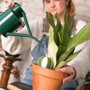 Box Trio Mini Ollas | The Striped