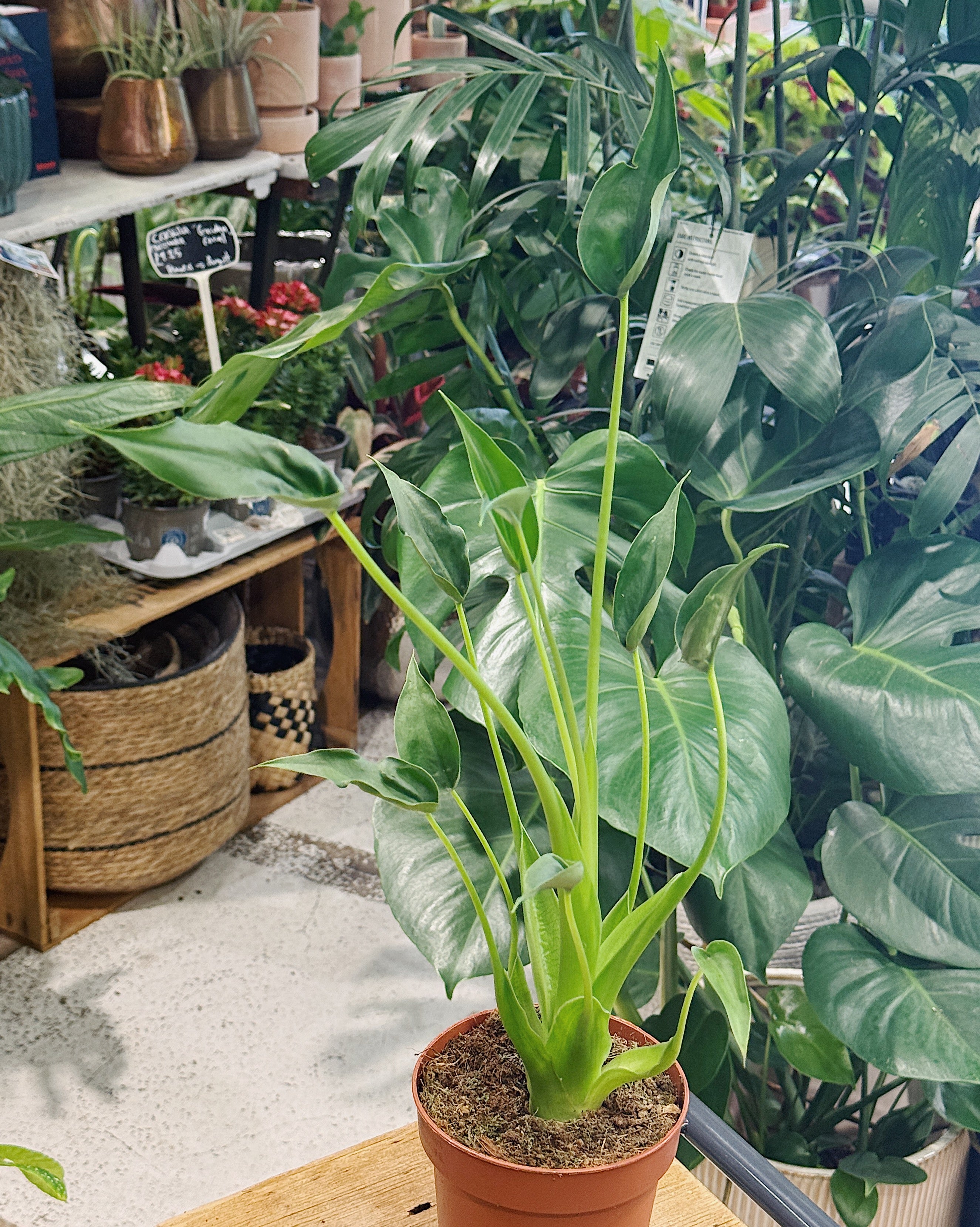 Alocasia 'Tiny Dancer'