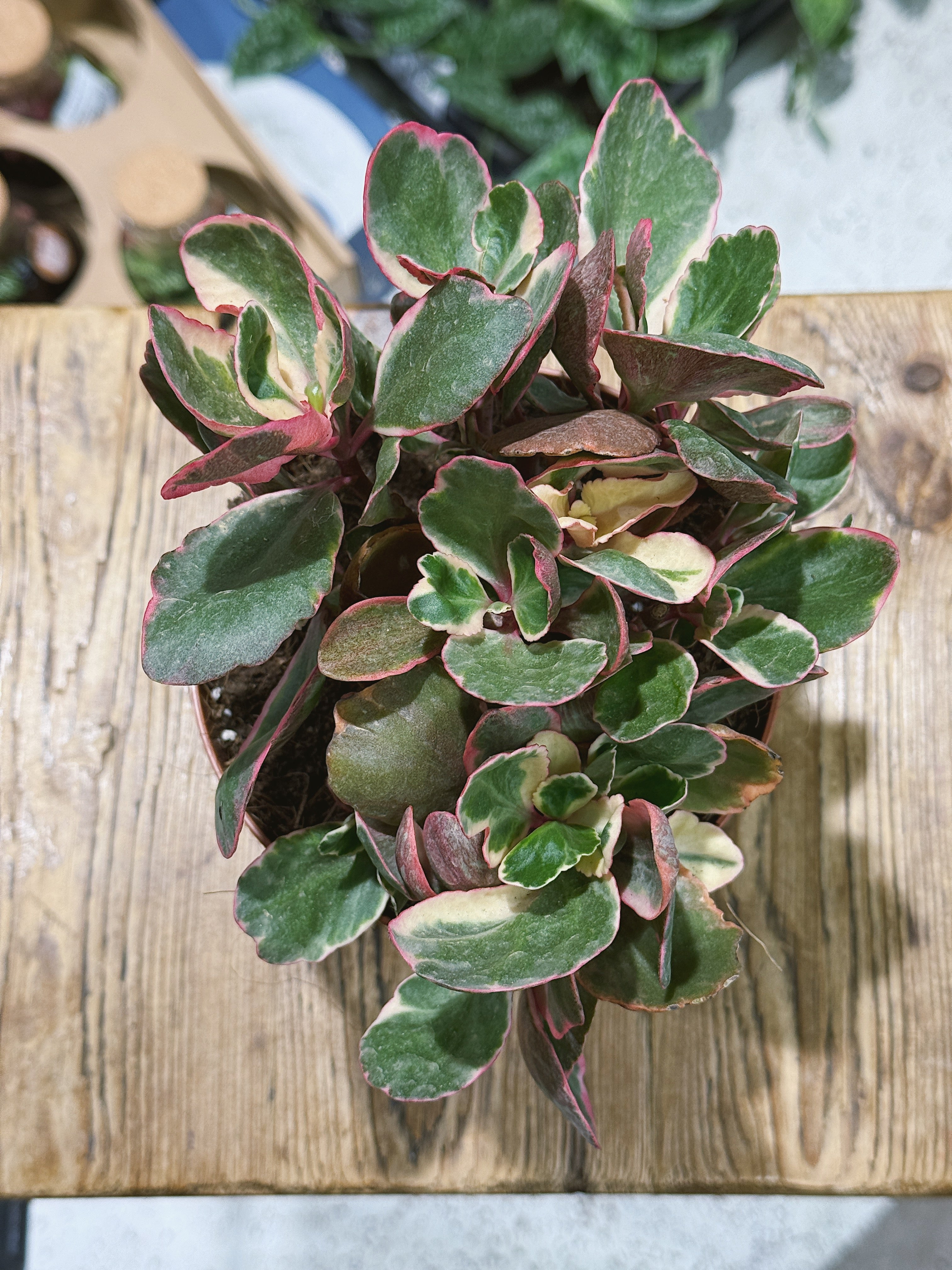 Variegated Kalanchoe | Kalanchoe 'Variegata Multicolor', scalloped leaves in cream, green and pink