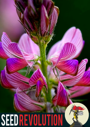 Sainfoin Wildflower Seeds – Pollinator Meadow Legume