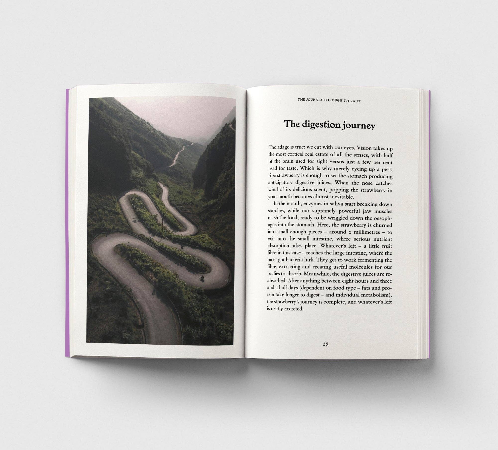 The Gut, A Pocket Primer