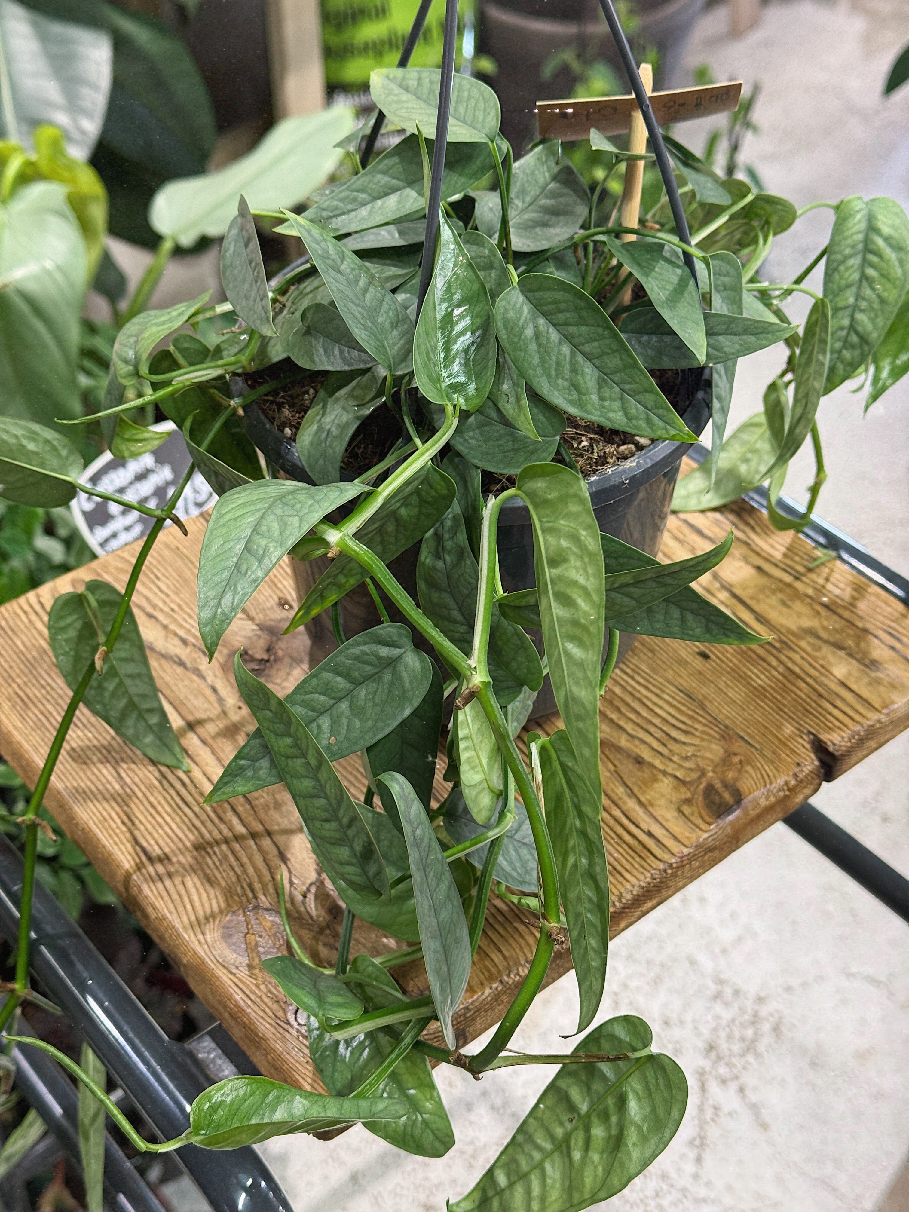 Epipremnum pinnatum 'Cebu Blue'