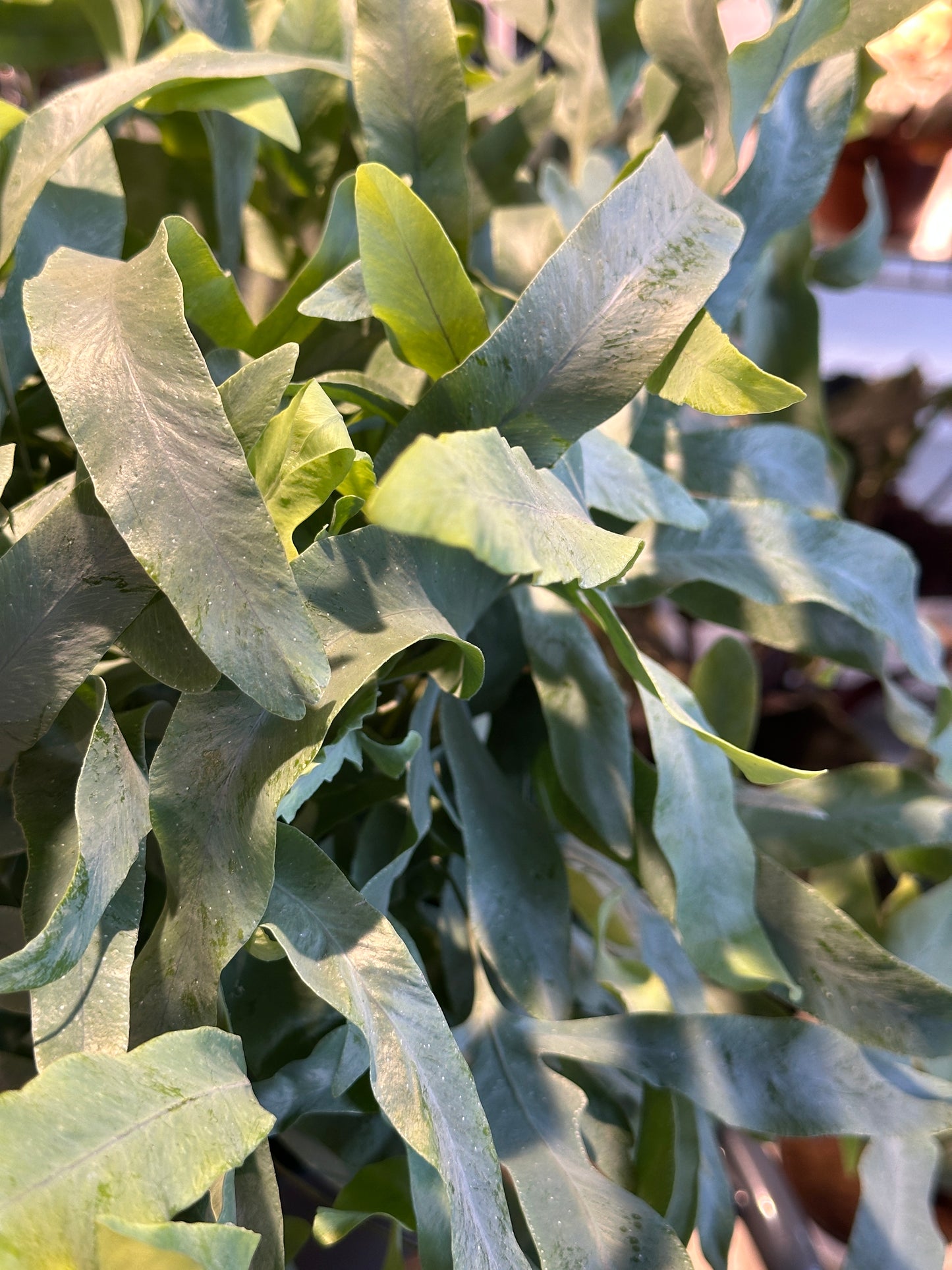 Phlebodium Aureum Blue Star | Blue Star Fern
