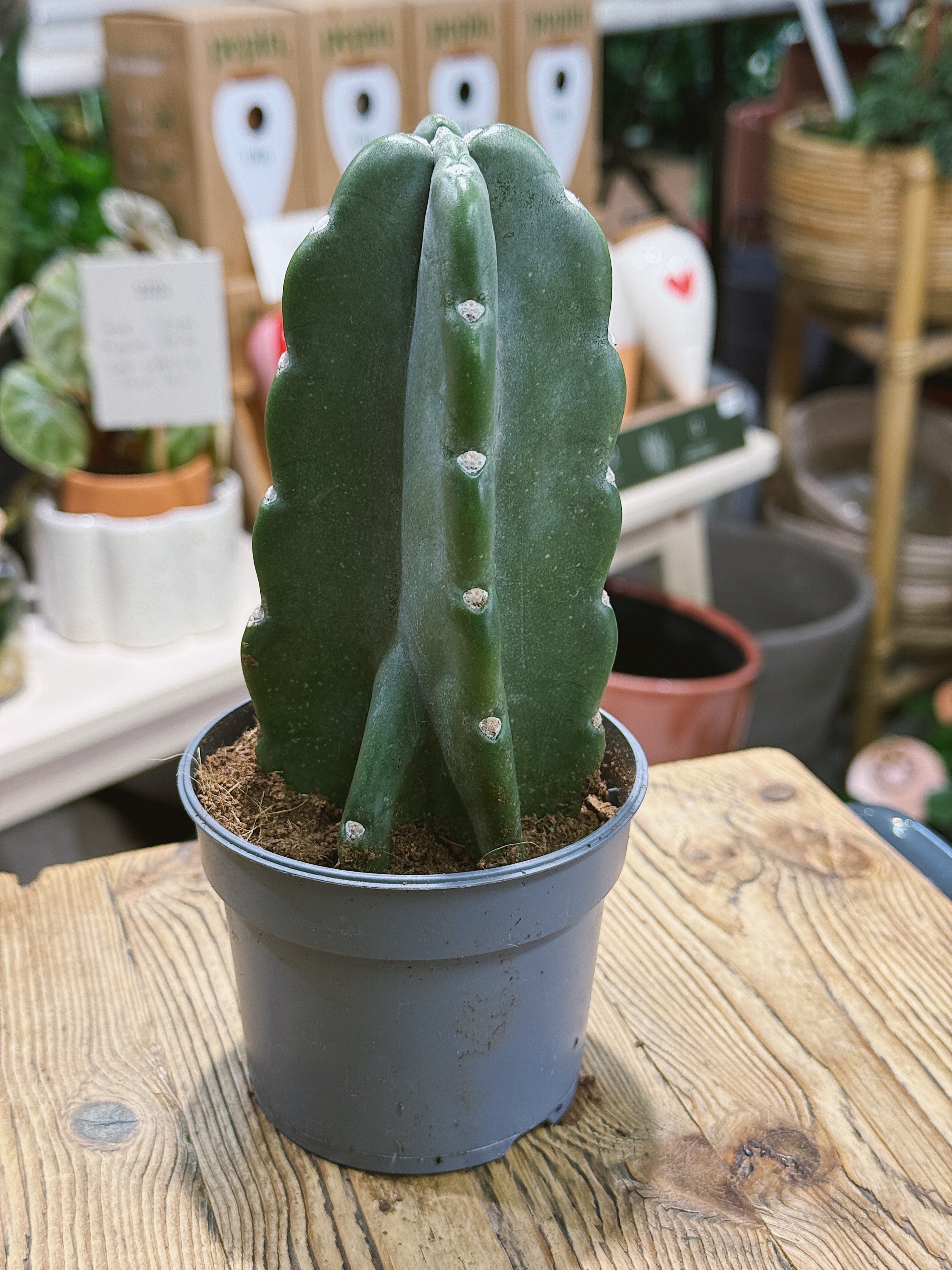 Cuddly Cactus | Cereus jamacaru f. monstrose, spineless sculptural cactus