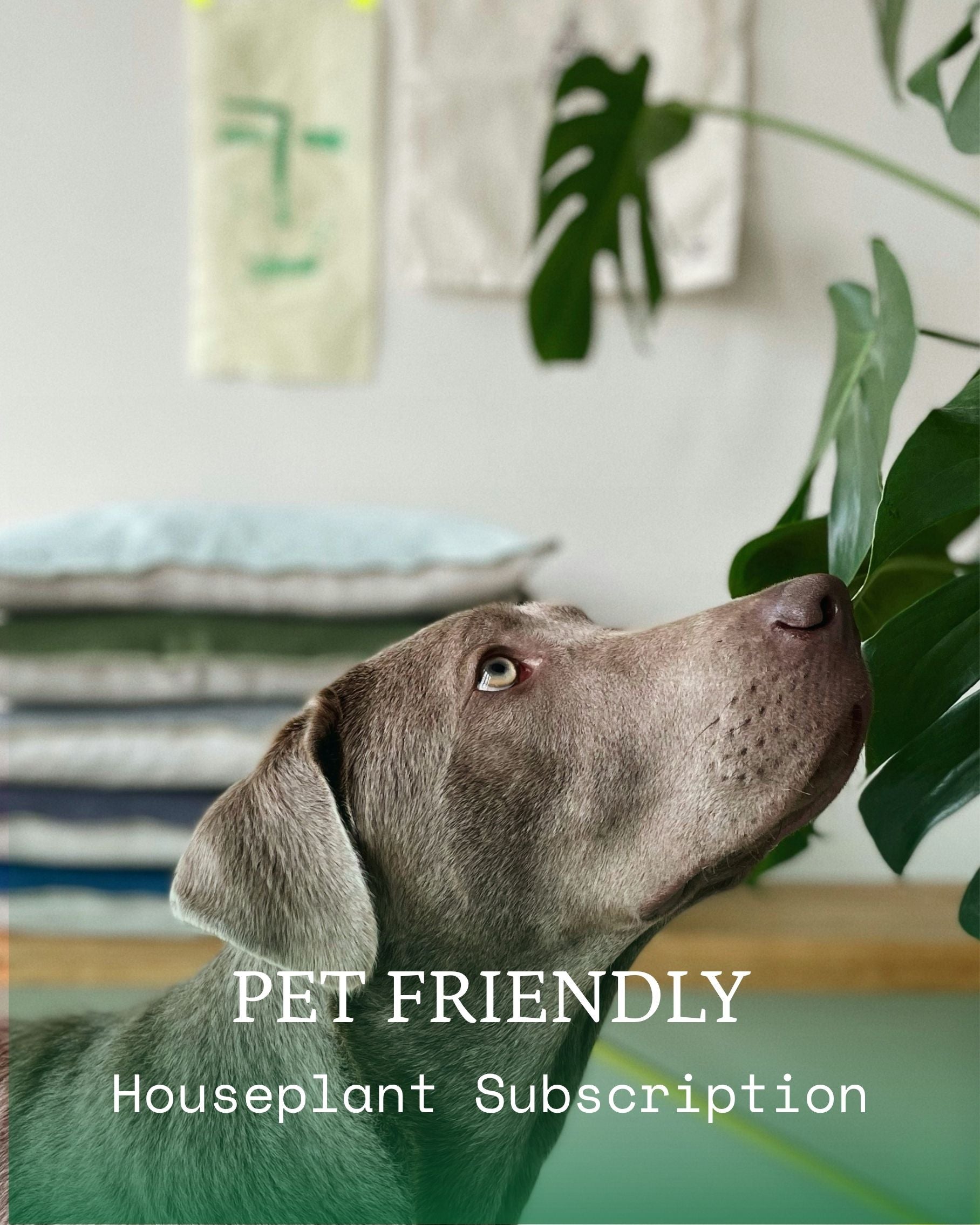 Pet Friendly Houseplants