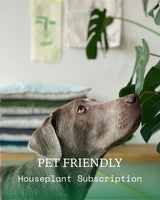 Pet Friendly Houseplants