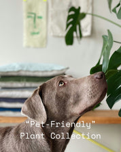 Pet Friendly Houseplants