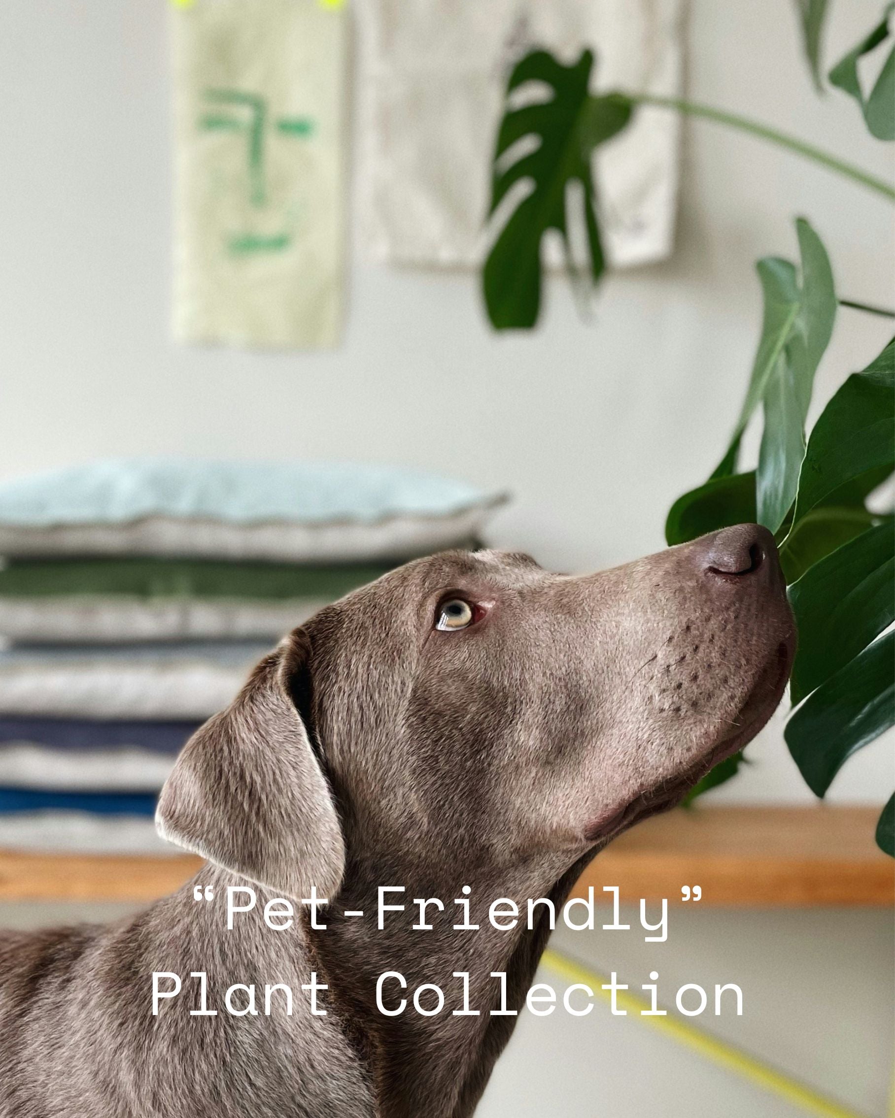 Pet Friendly Houseplants