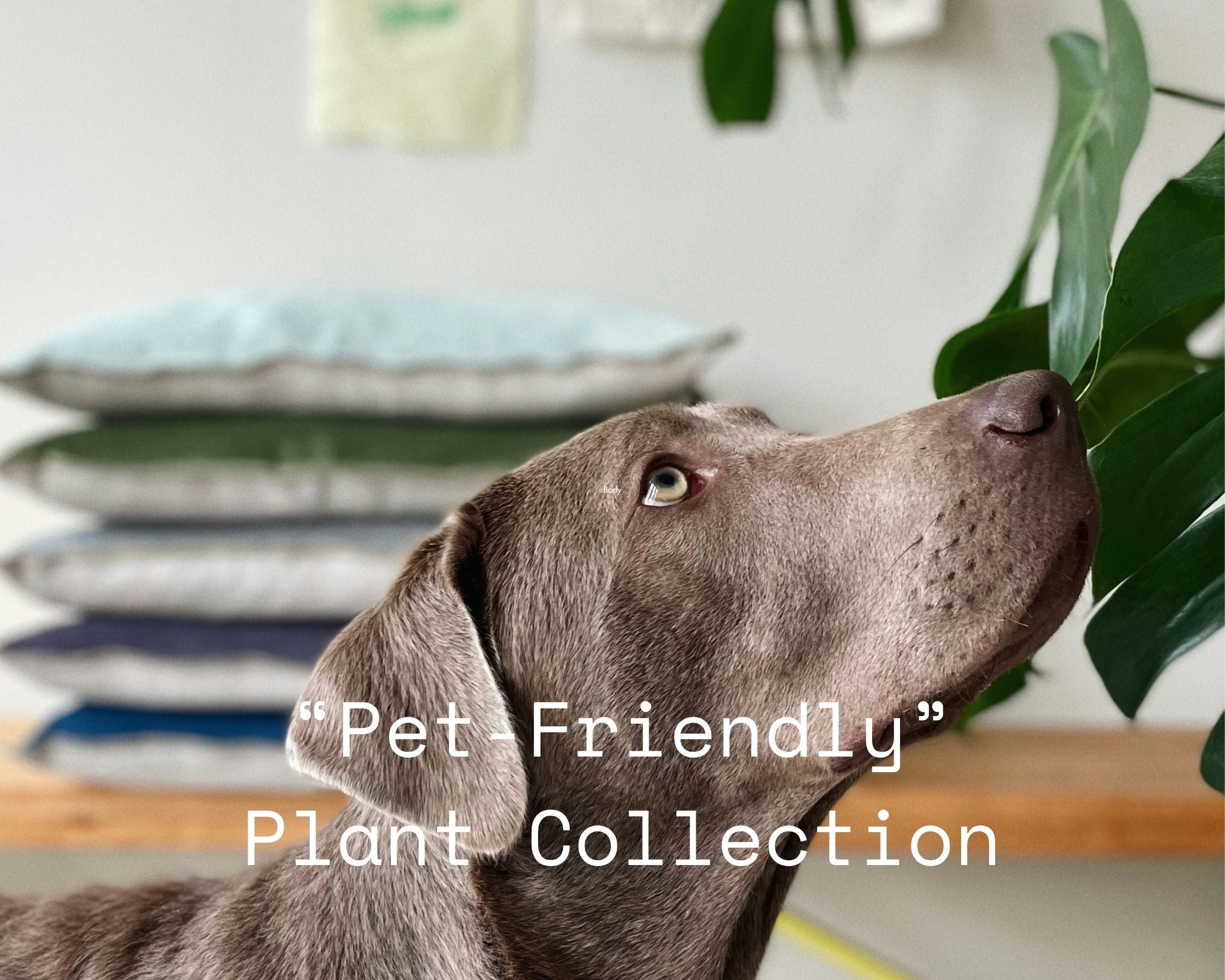 The Pet-Friendly Plant Collection
