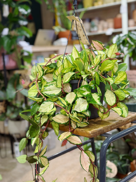 Hoya Carnosa Tricolor | Wax Plant
