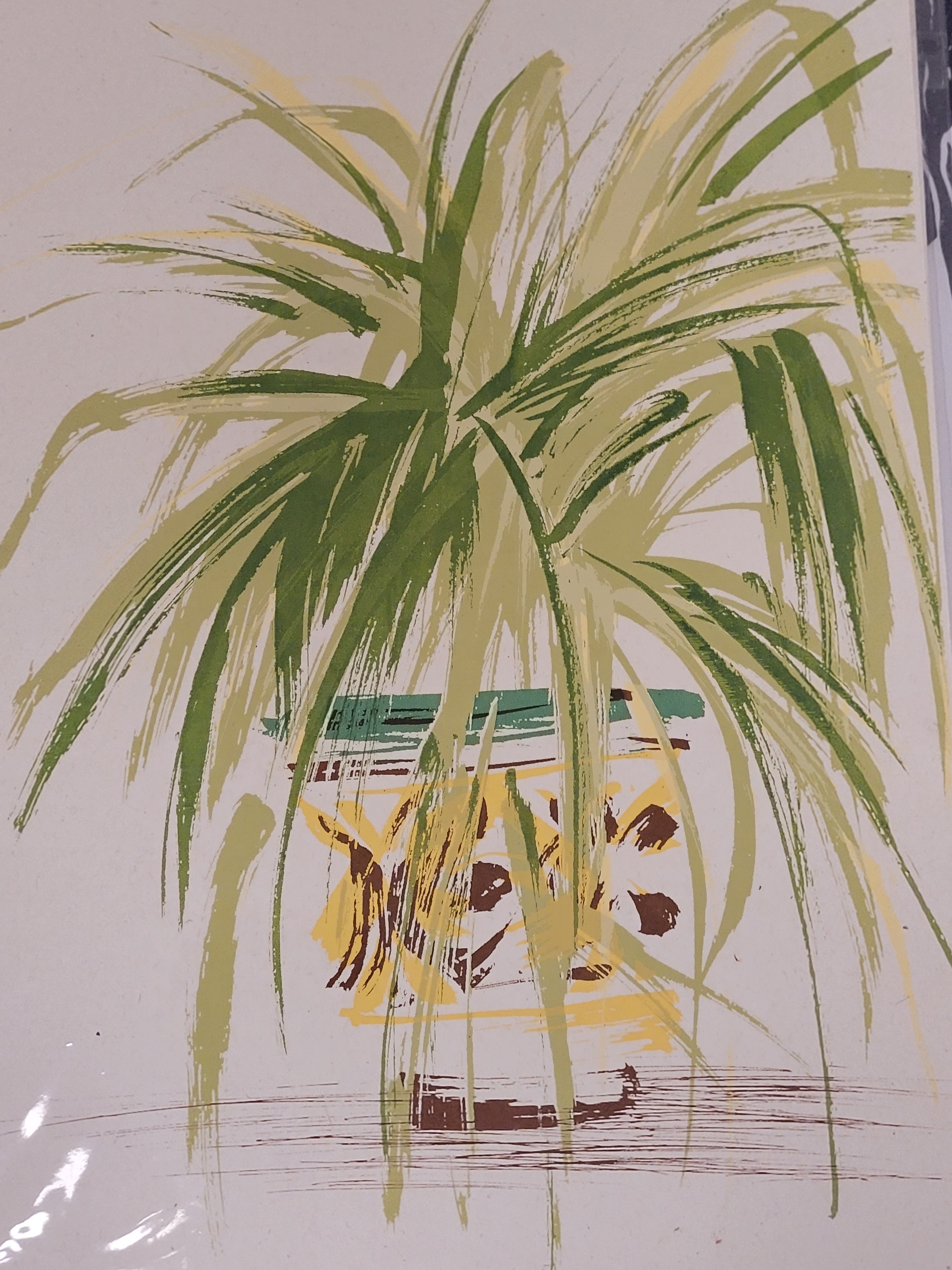 Spider Plant A4 Print