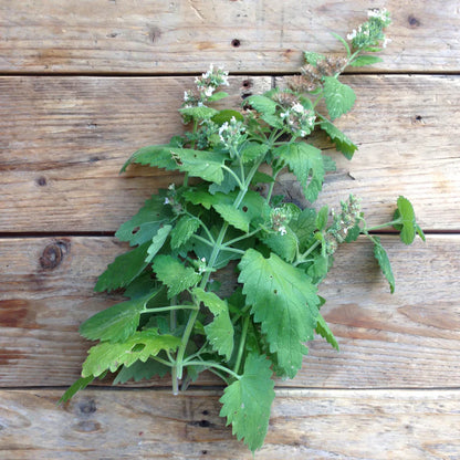 Catnip Nepata