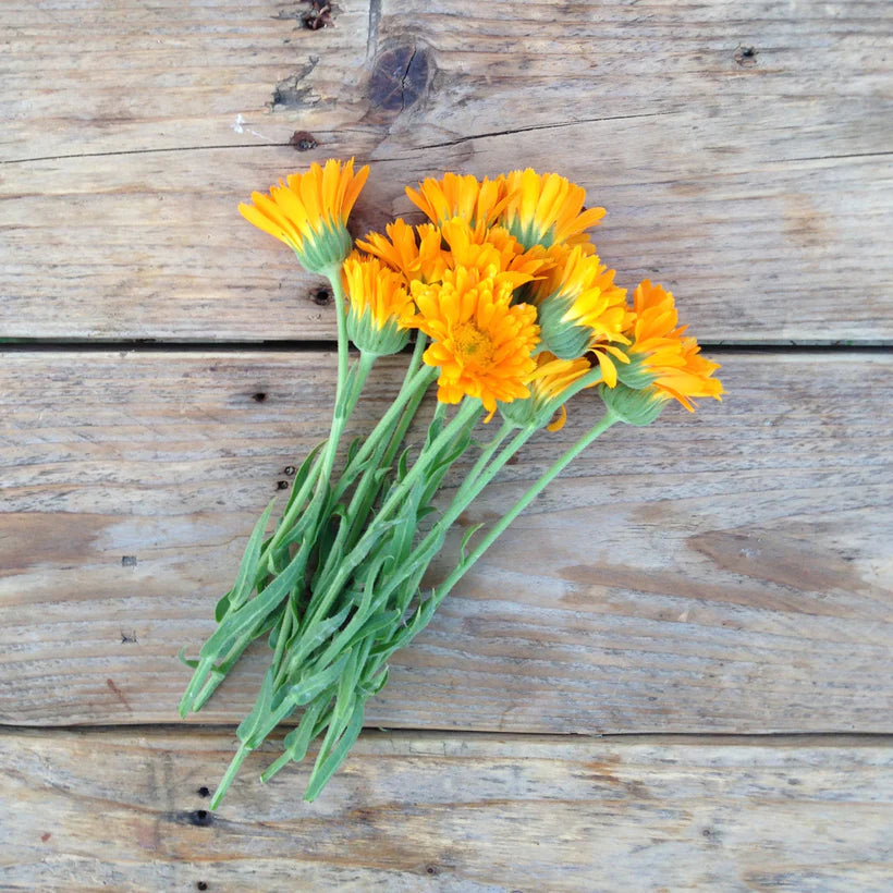 The Every Space Erfurter Orangefarbige Calendula seed packet with 45 seeds by Piccolo
