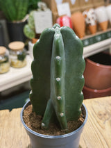Cuddly Cactus | Cereus jamacaru f. monstrose, spineless sculptural cactus