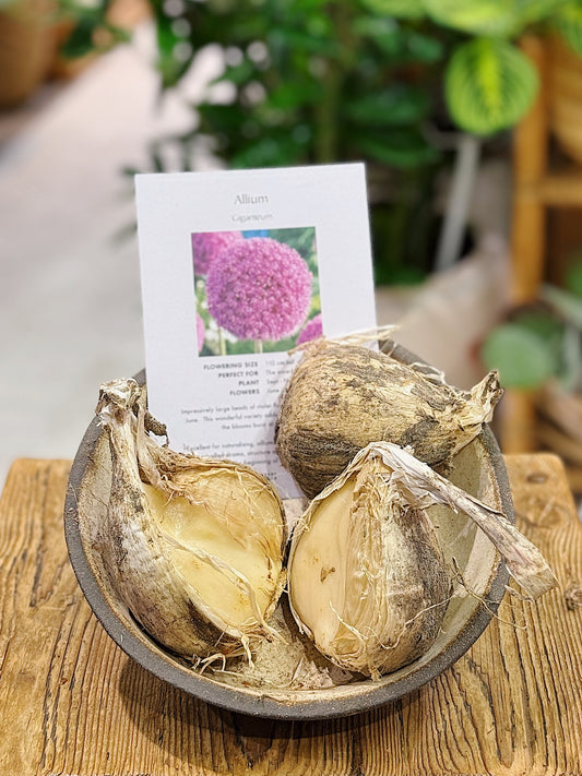Allium | Giganteum